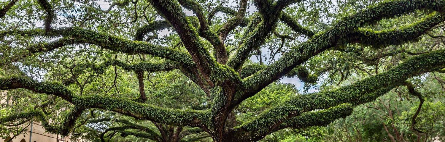 Louisiana State University campus